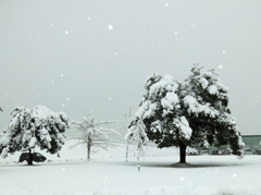 初雪