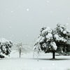 初雪