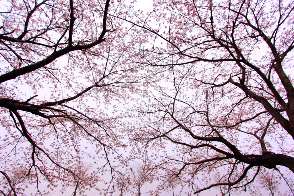 Pink parasol