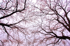 Pink parasol