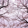 Pink parasol