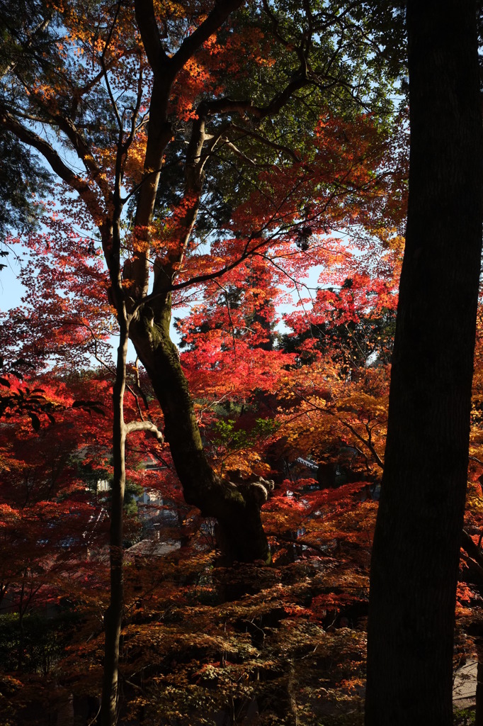 光明寺（京都・長岡京)⑦