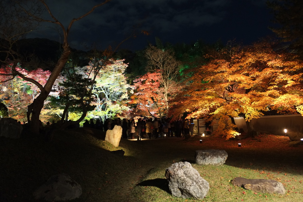 京都・高台寺（夜間ライトアップ)④