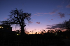 祇園枝垂桜の夕陽