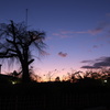 祇園枝垂桜の夕陽