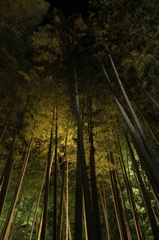 京都・高台寺（夜間ライトアップ)⑥