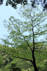 ぼく