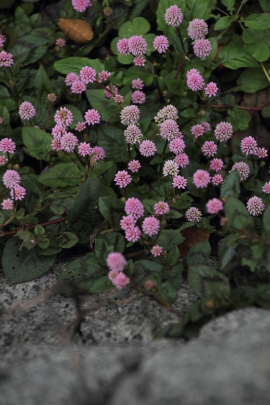 ちいさくいきる