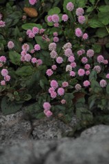 ちいさくいきる