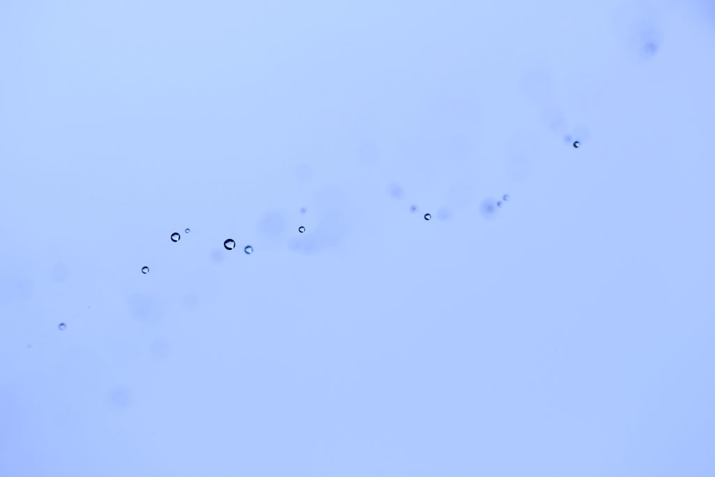 星の卵たち。