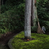 苔むす庭。