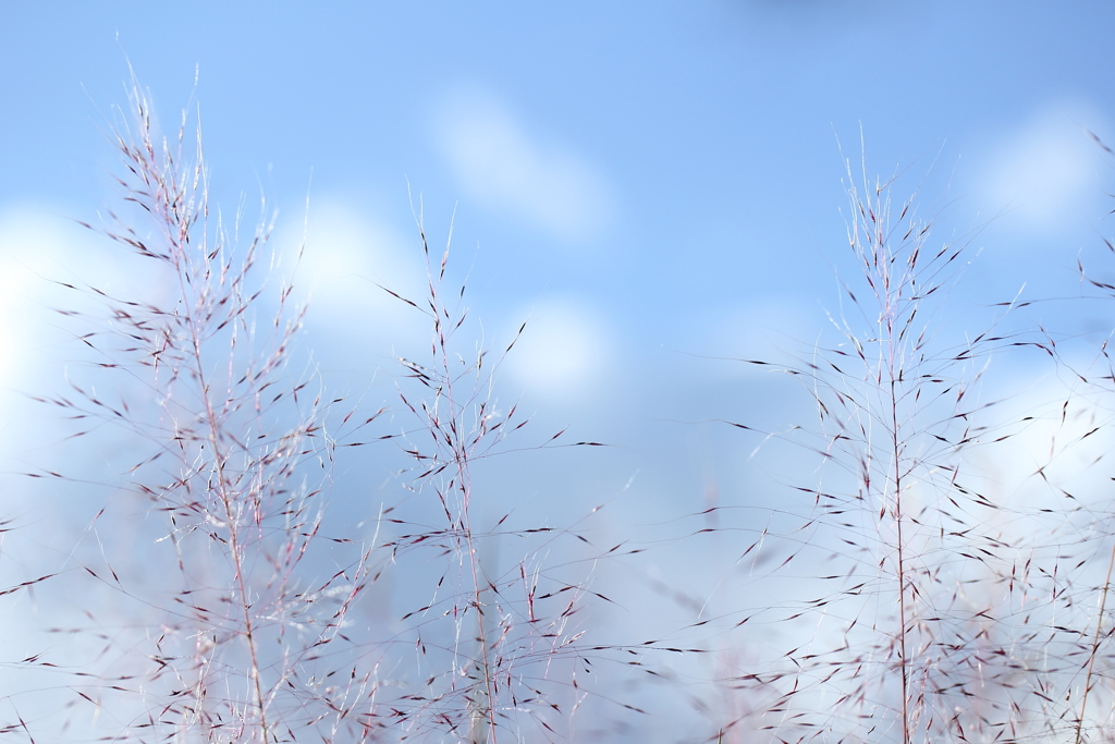 空色の草原で