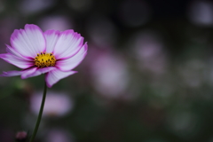 恋占いをしよう