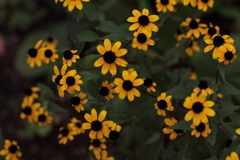 おほしさまがいっぱい。