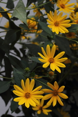 太陽になんか負けない