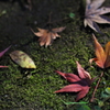 赤いのは君にあげる
