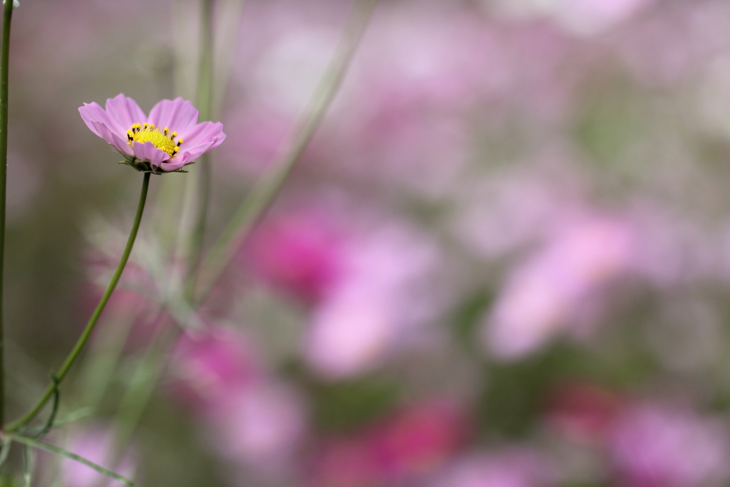 君の髪に飾りたい。