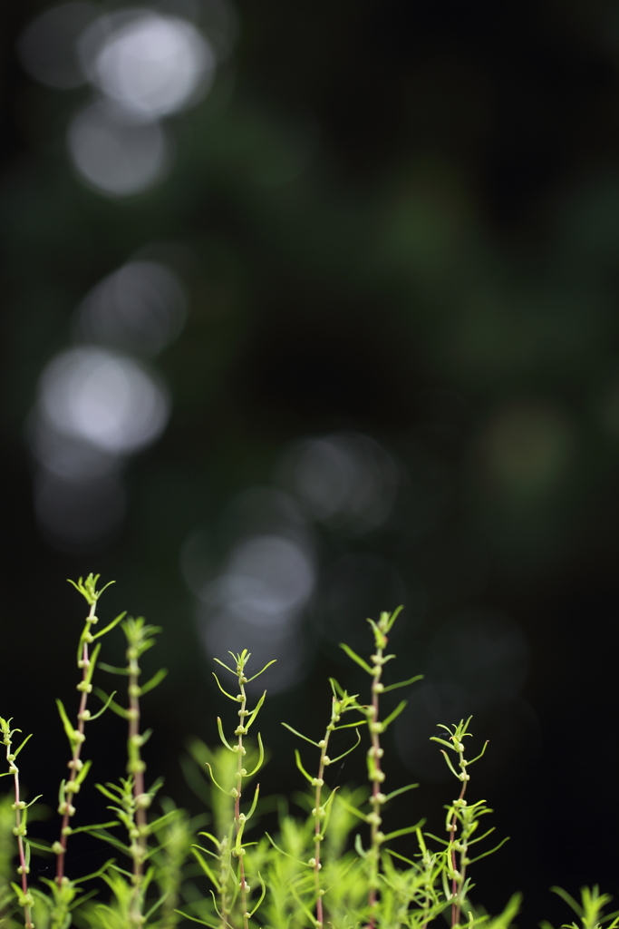 サンゴの森へようこそ♪