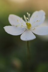 希望の種。