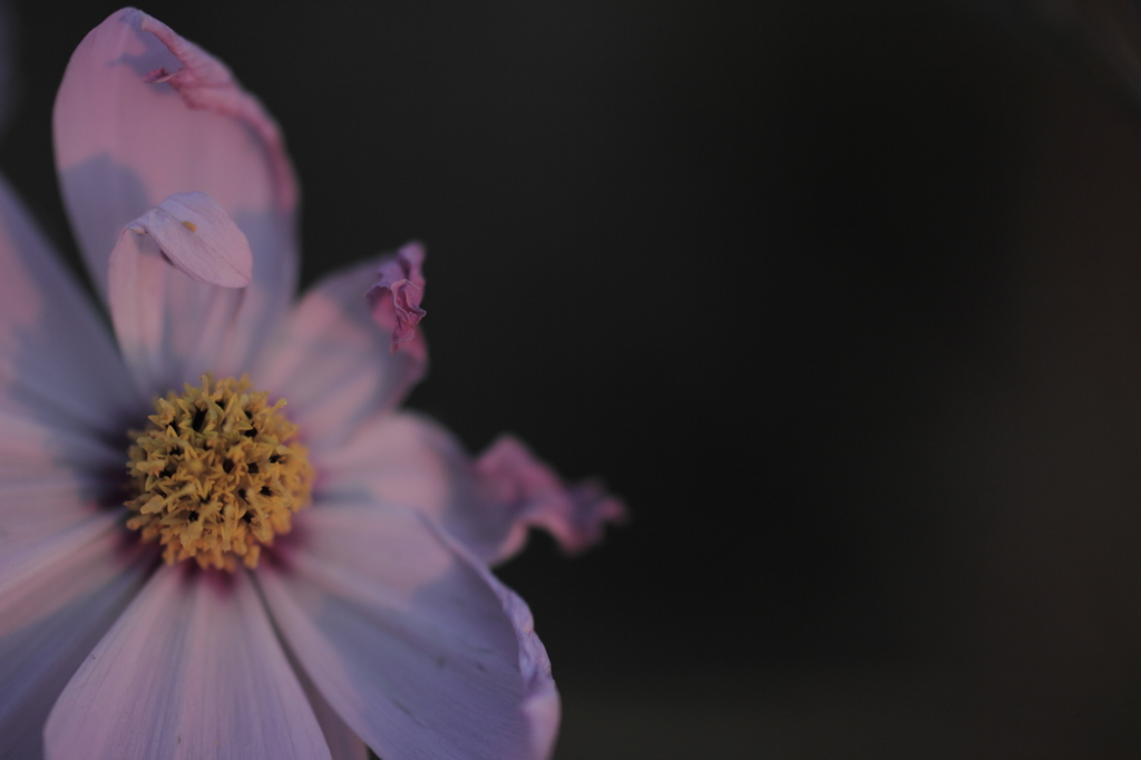 愛が足りない人へ