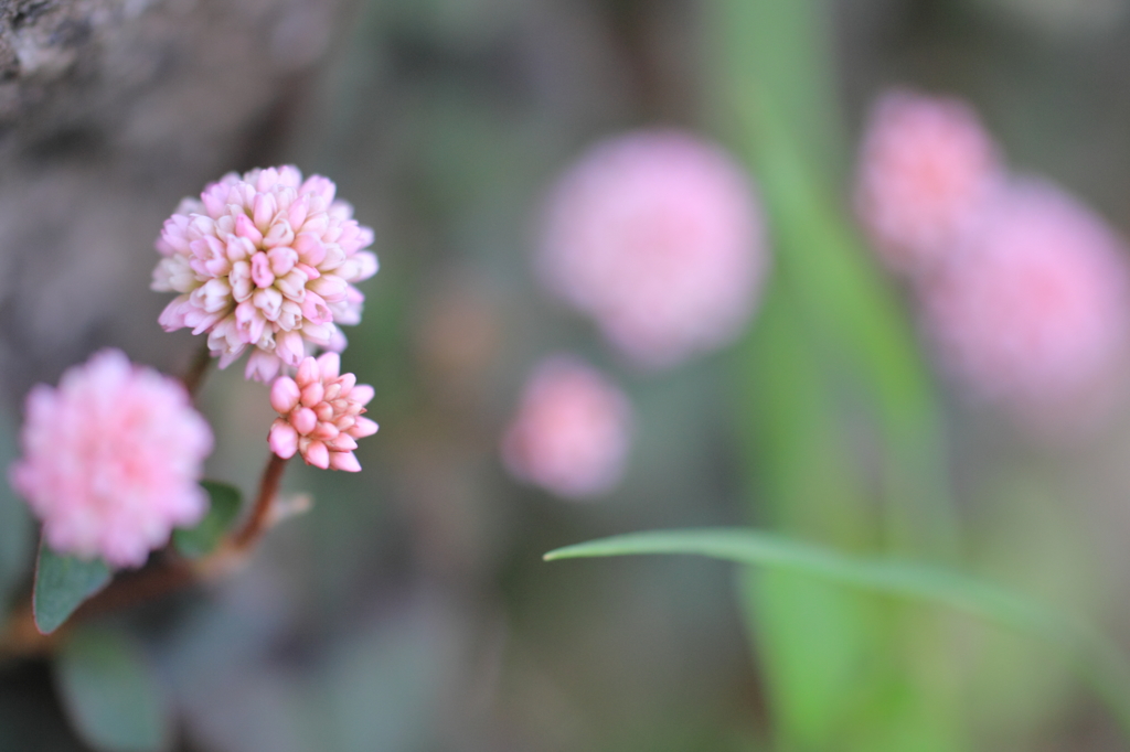 まりこも春です