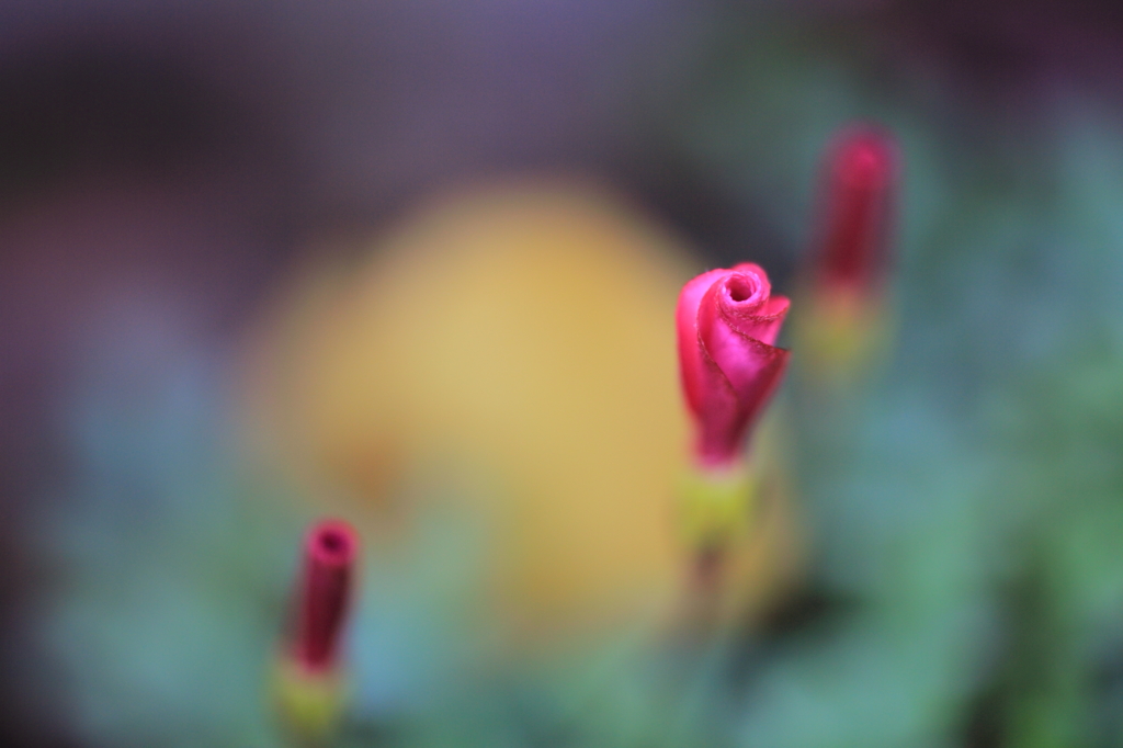 咲かない意地もあるの