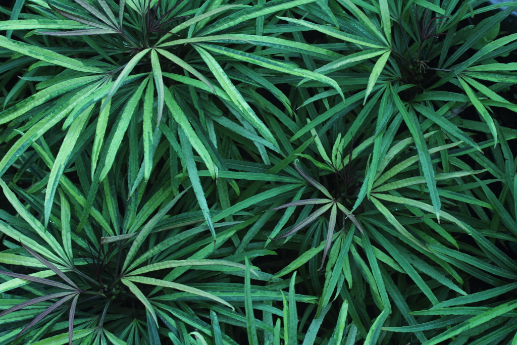 GREEEN