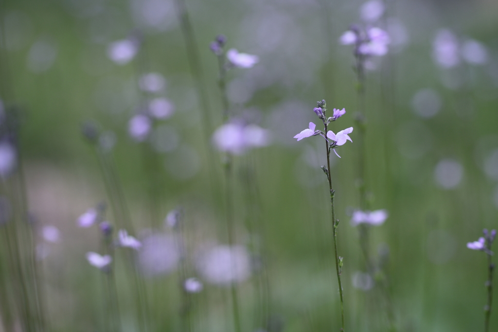 お散歩しようよ