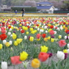 色とりどりの春