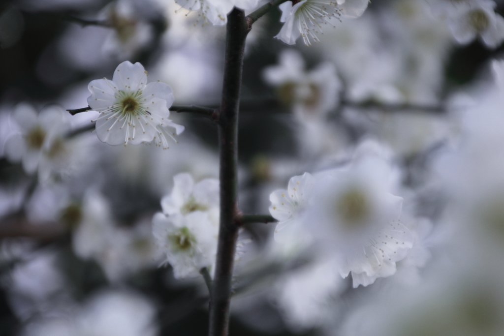 花として。