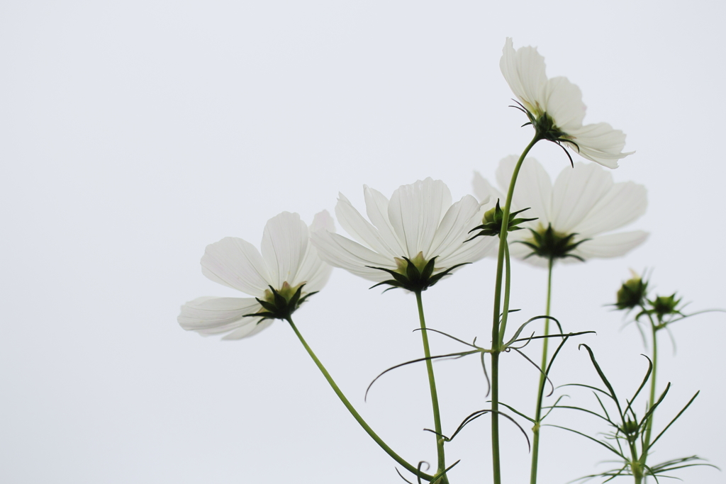 空色の花。