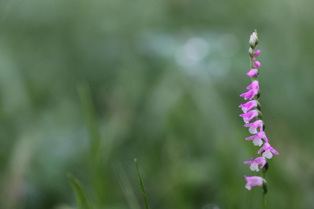 ねじれてます。