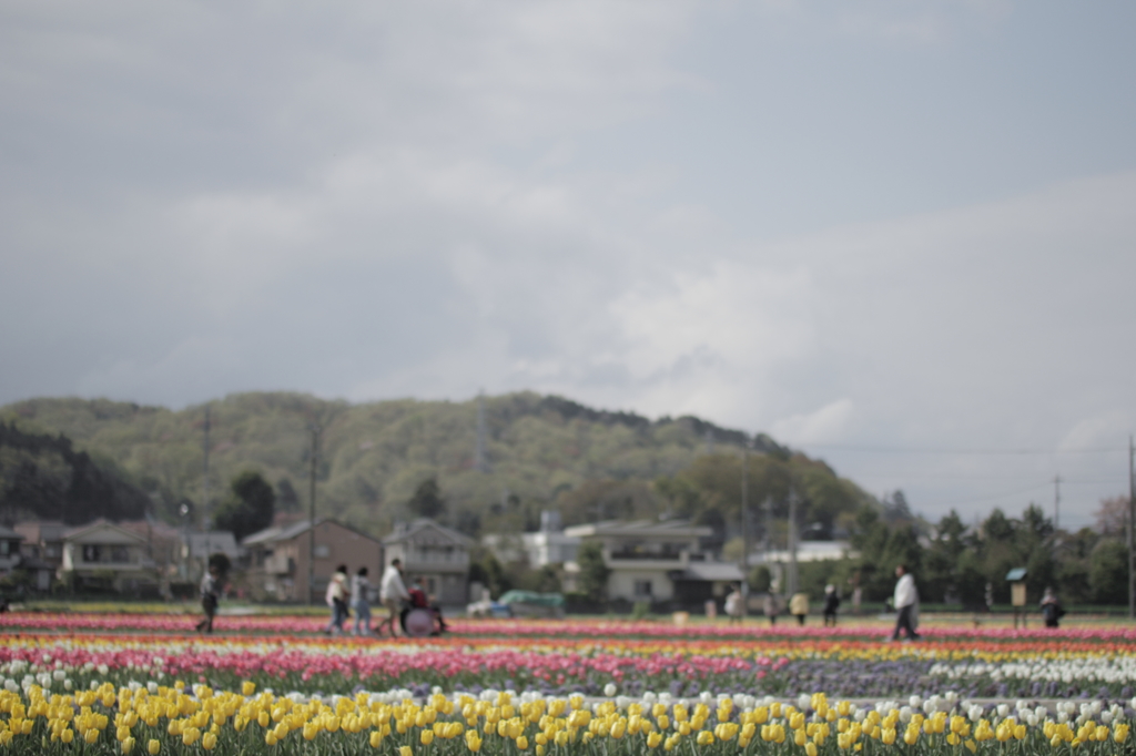 ある春の日に