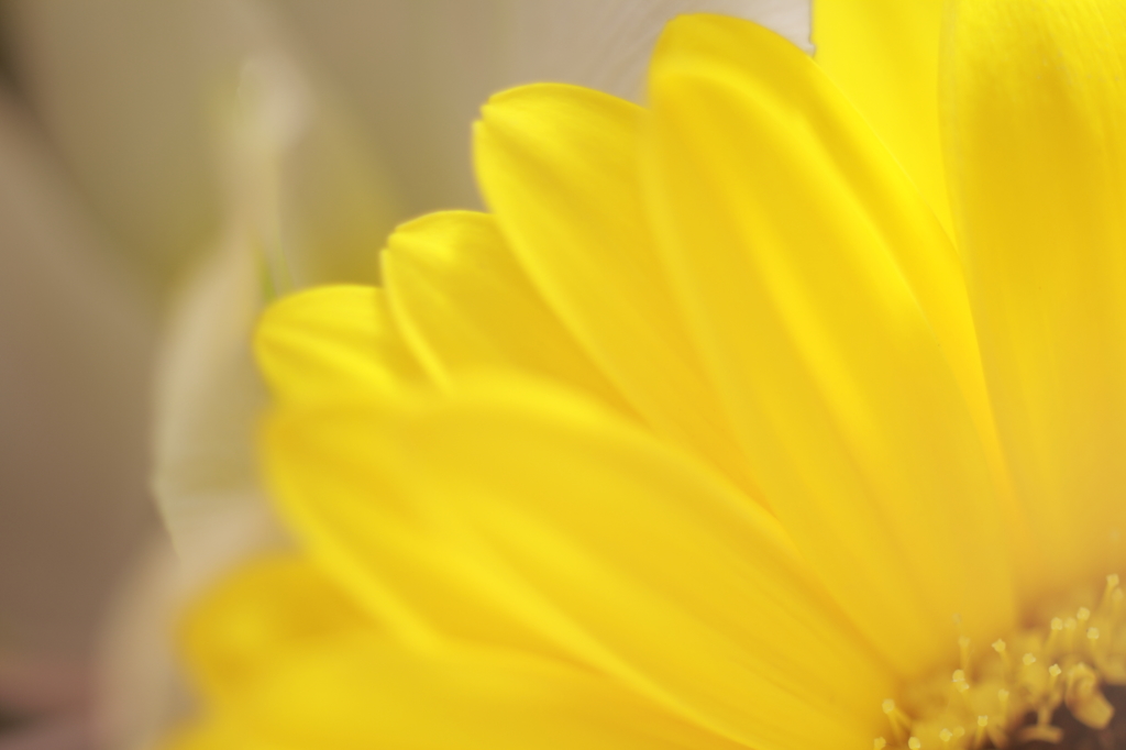 まあるくてきいろいもの