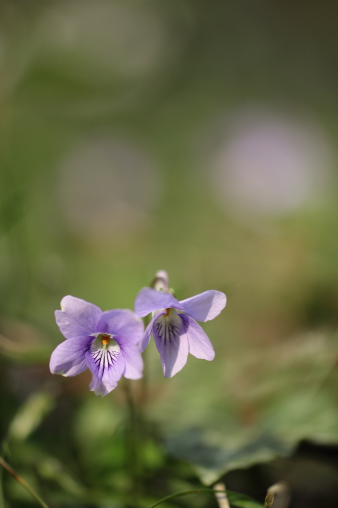すみれの花咲くころ