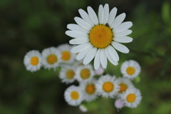 おひさまがいっぱい