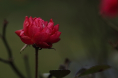 薔薇の花をあなたに。