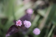 まりこと呼ばれる訳