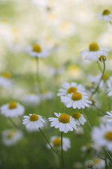 君に呼ばれている気がしたの。