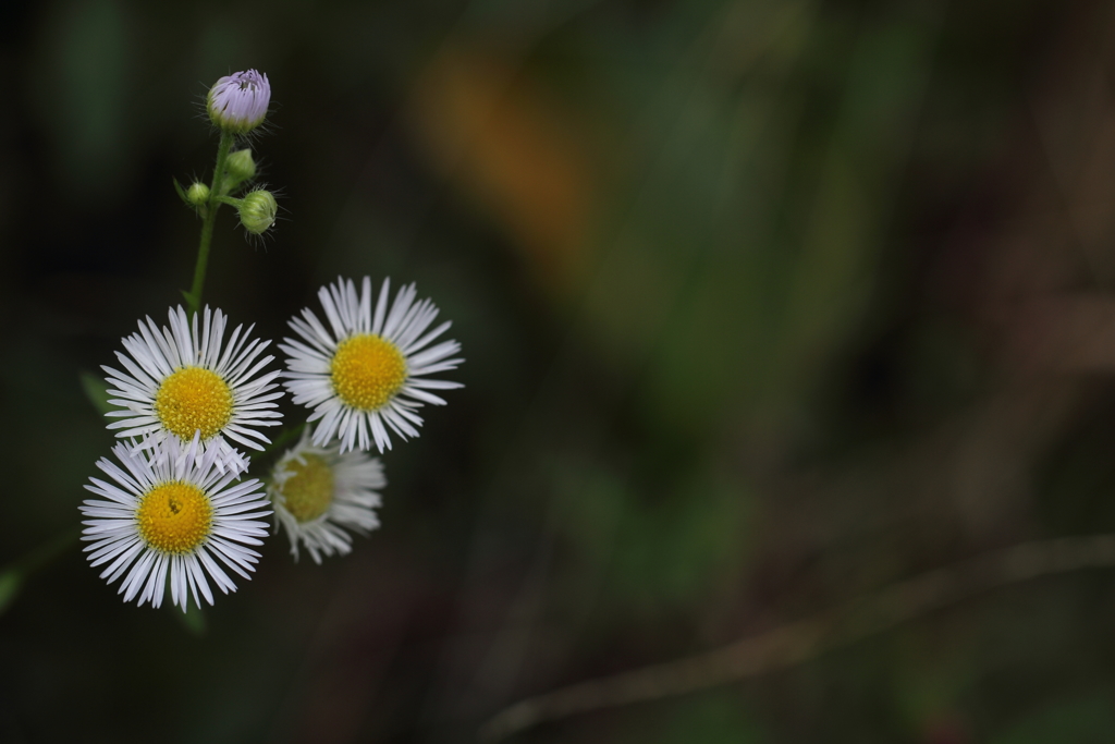 踏まれても平気。