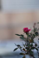 赤い薔薇の憂鬱。