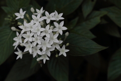 白花火。