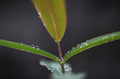 梅雨飾り