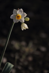 生きる