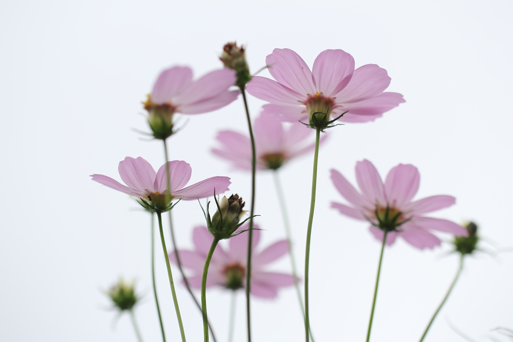 秋桜。咲いた。