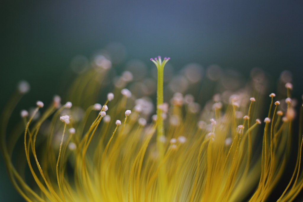 のこのこの森