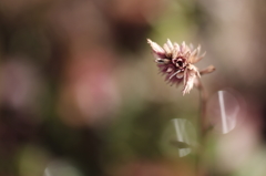 咲かない花はない