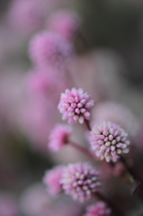 まりこのそばに