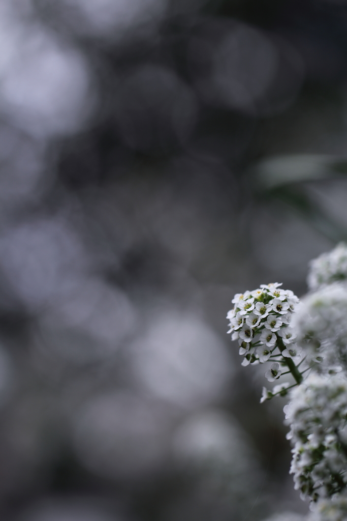 夢見る花の世界へ。