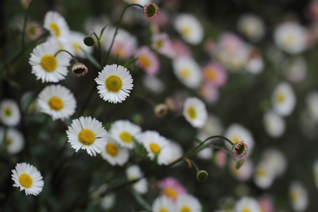 お散歩しようよ♪